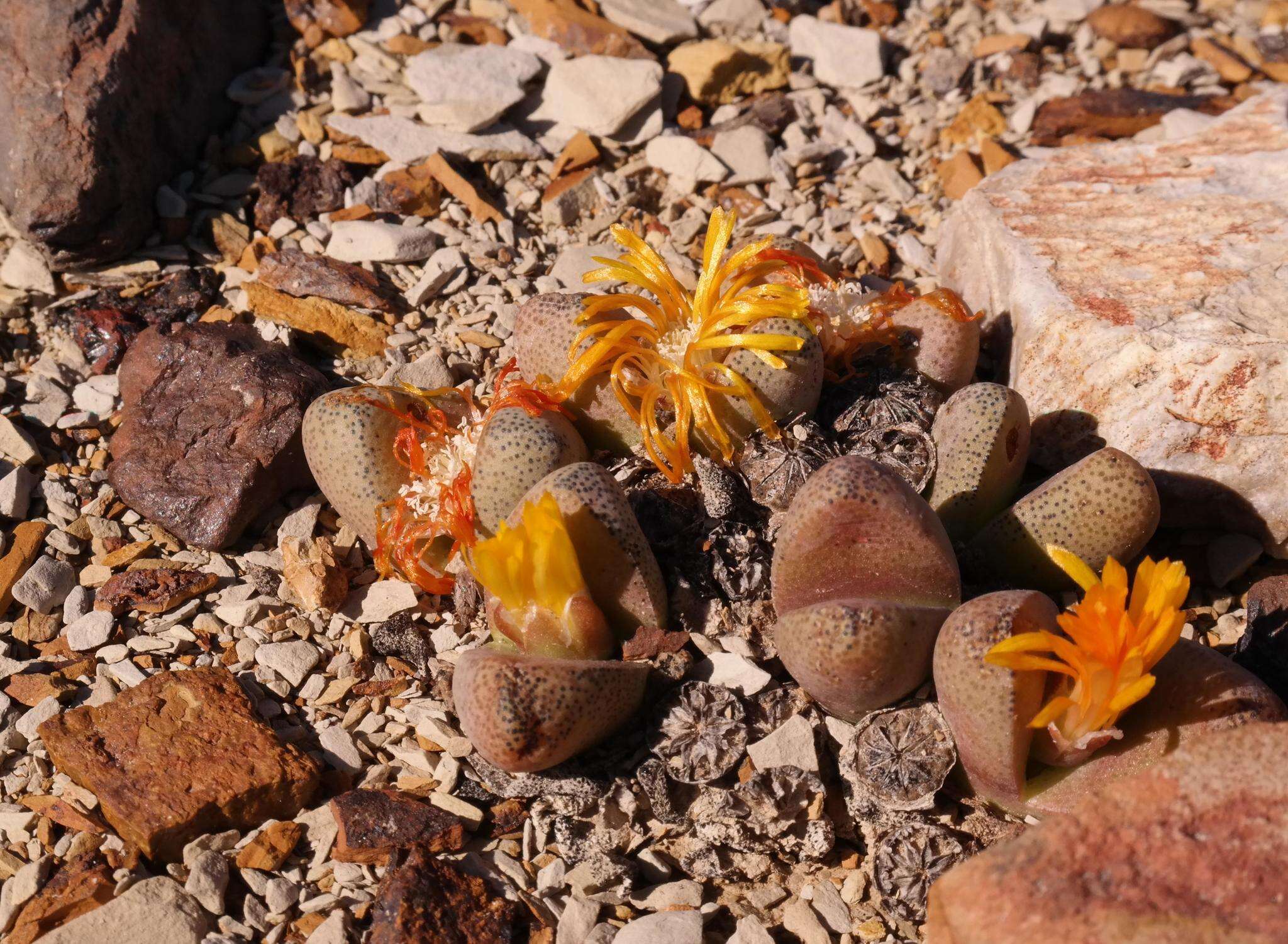 Image of Tanquana archeri (L. Bol.) H. Hartmann & S. Liede