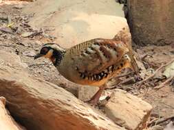 Image of Bar-backed Hill Partridge