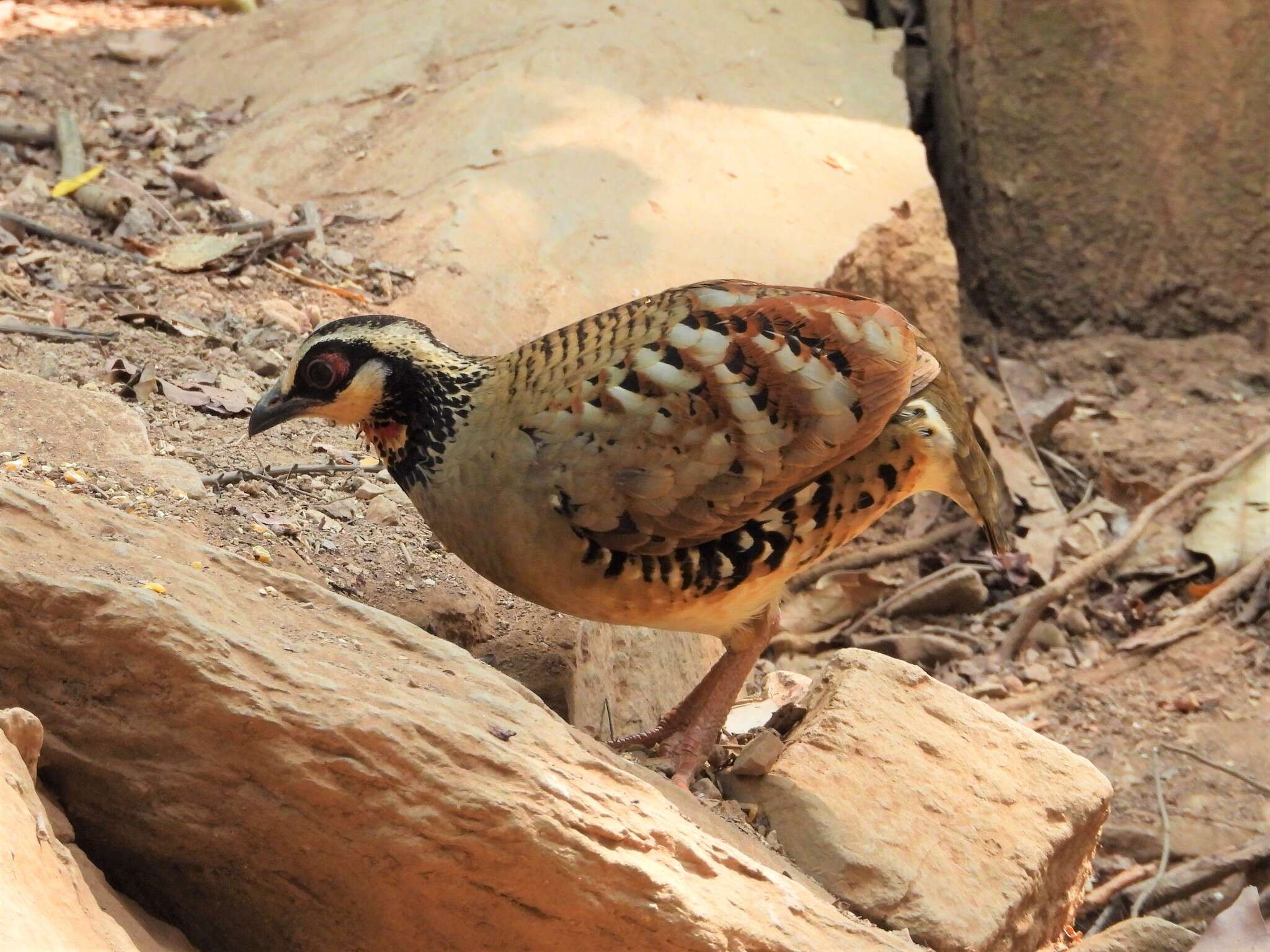 Image of Bar-backed Hill Partridge