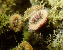 Image of brown stony coral