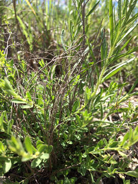 Image of smartweed leaf-flower