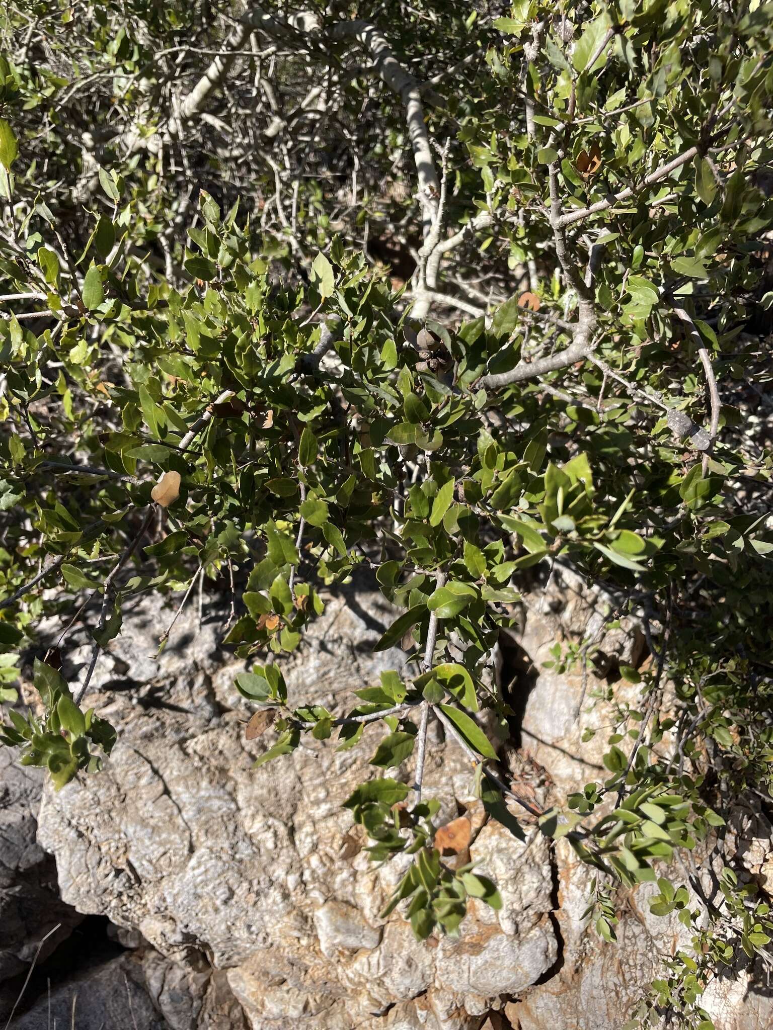 Image of Cedros Island Oak