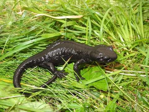 Sivun Salamandra lanzai Nascetti, Andreone, Capula & Bullini 1988 kuva