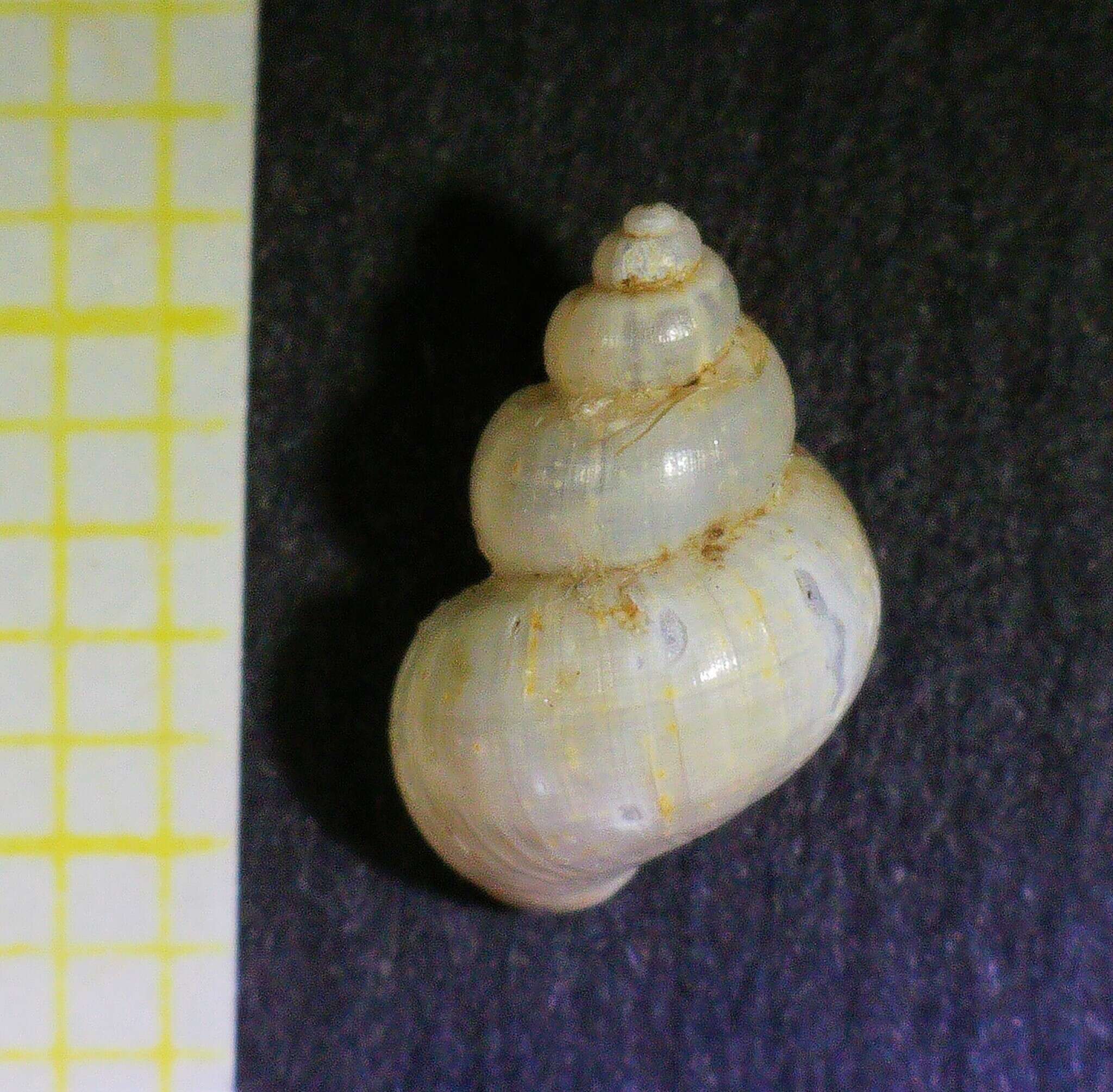 Image of Bithynia kastorias Glöer, Albrecht & Wilke 2007