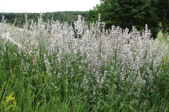 Plancia ëd Nepeta nuda subsp. nuda