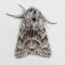 Image of Acronicta spinea Grote 1876