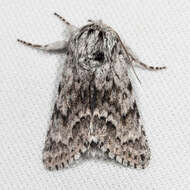 Image of Acronicta spinea Grote 1876