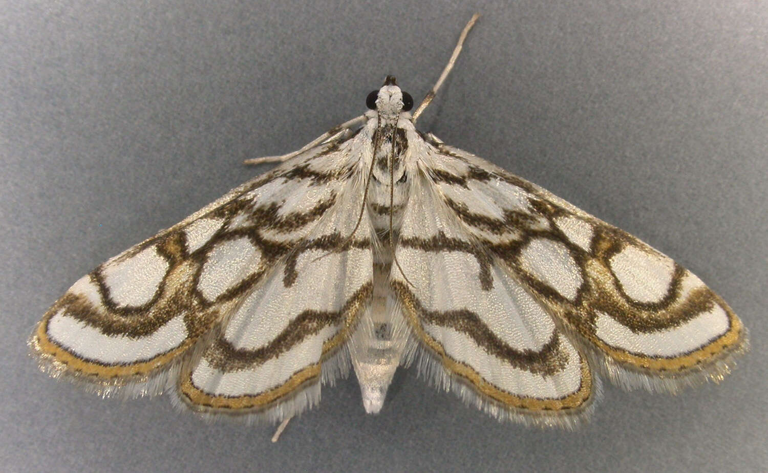 Image of Nymphula nitidulata