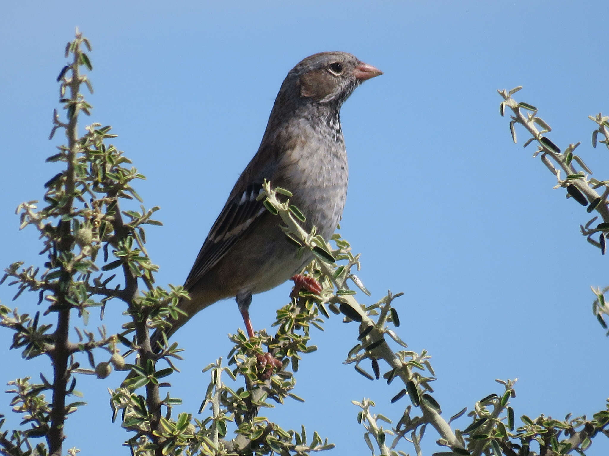 صورة Rhopospina fruticeti (Kittlitz 1833)