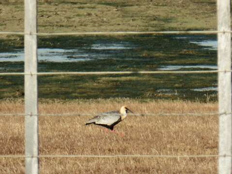 Image of Black-faced Ibis