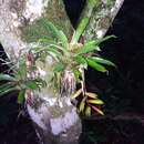 Image of Vriesea scalaris É. Morren