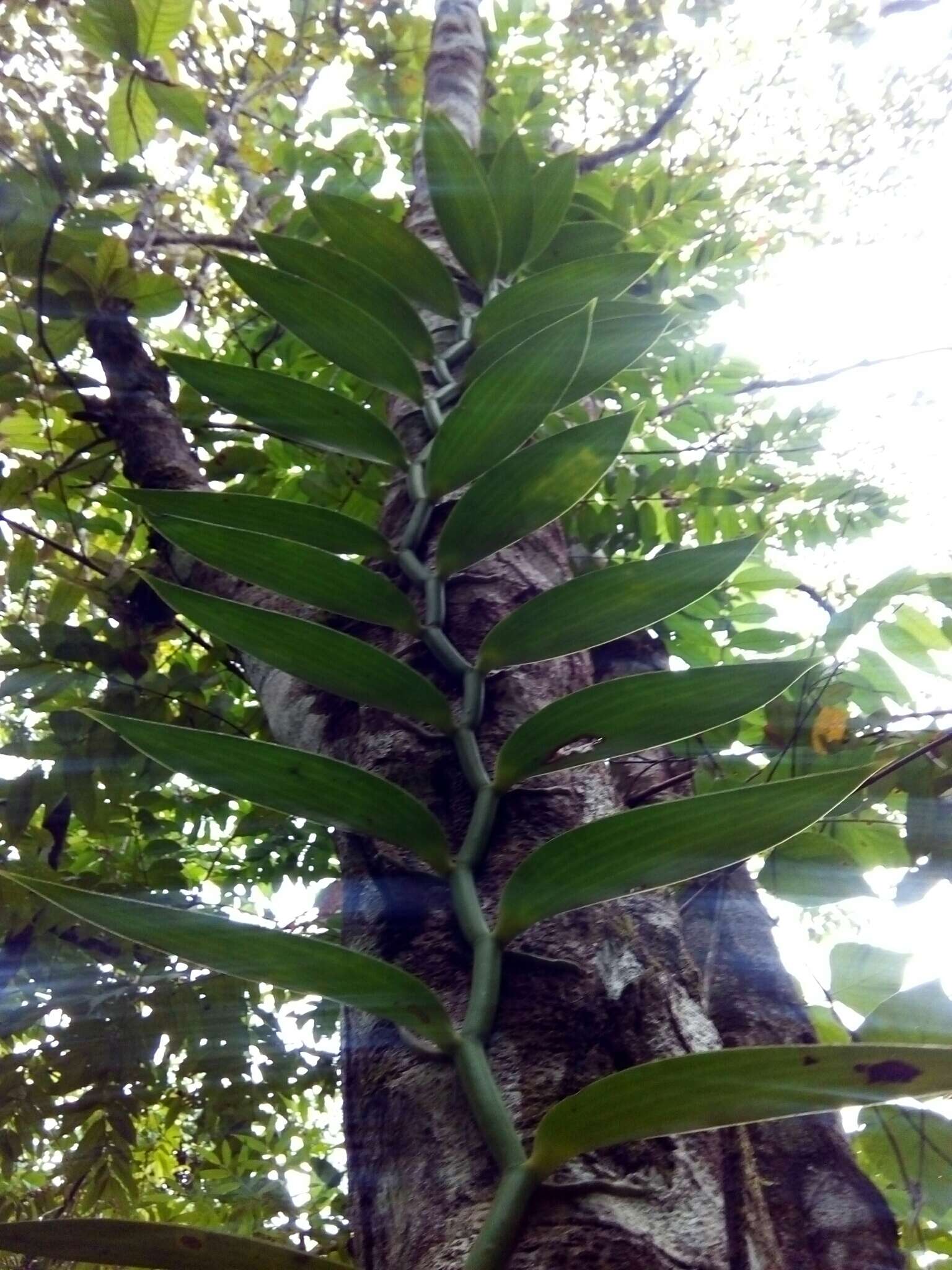 Image of West Indian vanilla