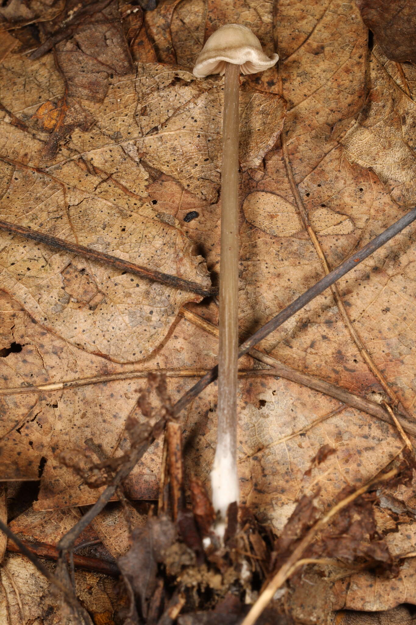 Image of Entoloma alboumbonatum Hesler 1967