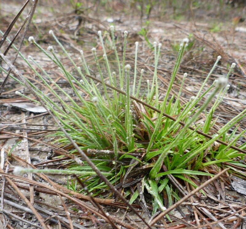 Image de Lachnocaulon anceps (Walter) Morong