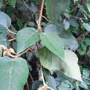 Image of Croton hibiscifolius Kunth ex Spreng.