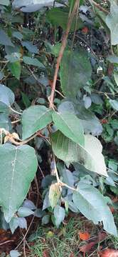 Sivun Croton hibiscifolius Kunth ex Spreng. kuva