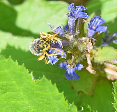 Image of Nomada sexfasciata Panzer 1799