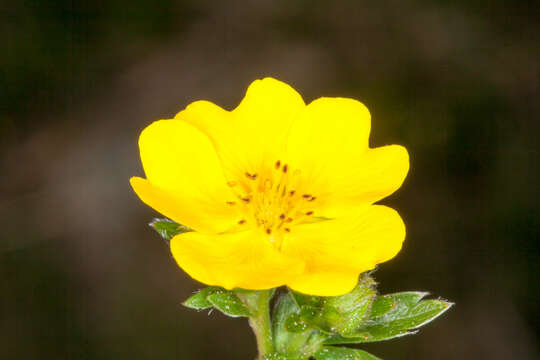 Image of Potentilla aurea L.