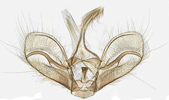 Image of Nomophila noctuella Schiffermüller