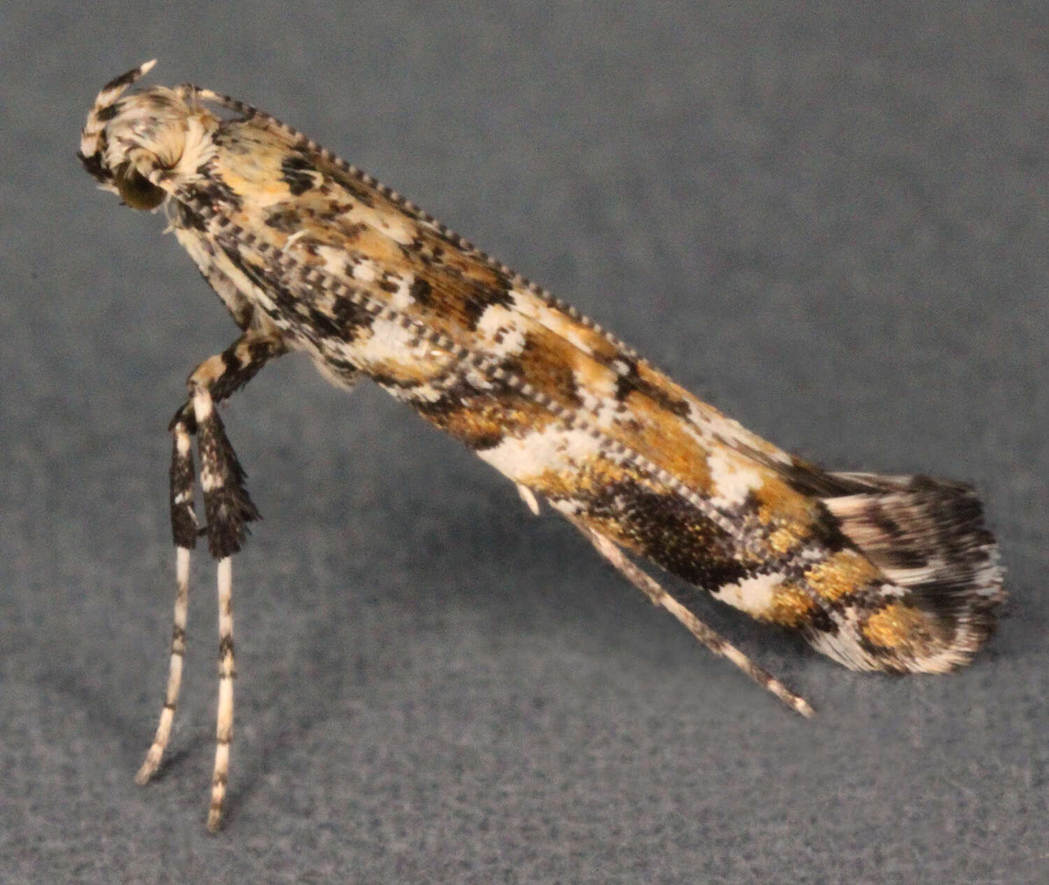 Image of privet leaf miner