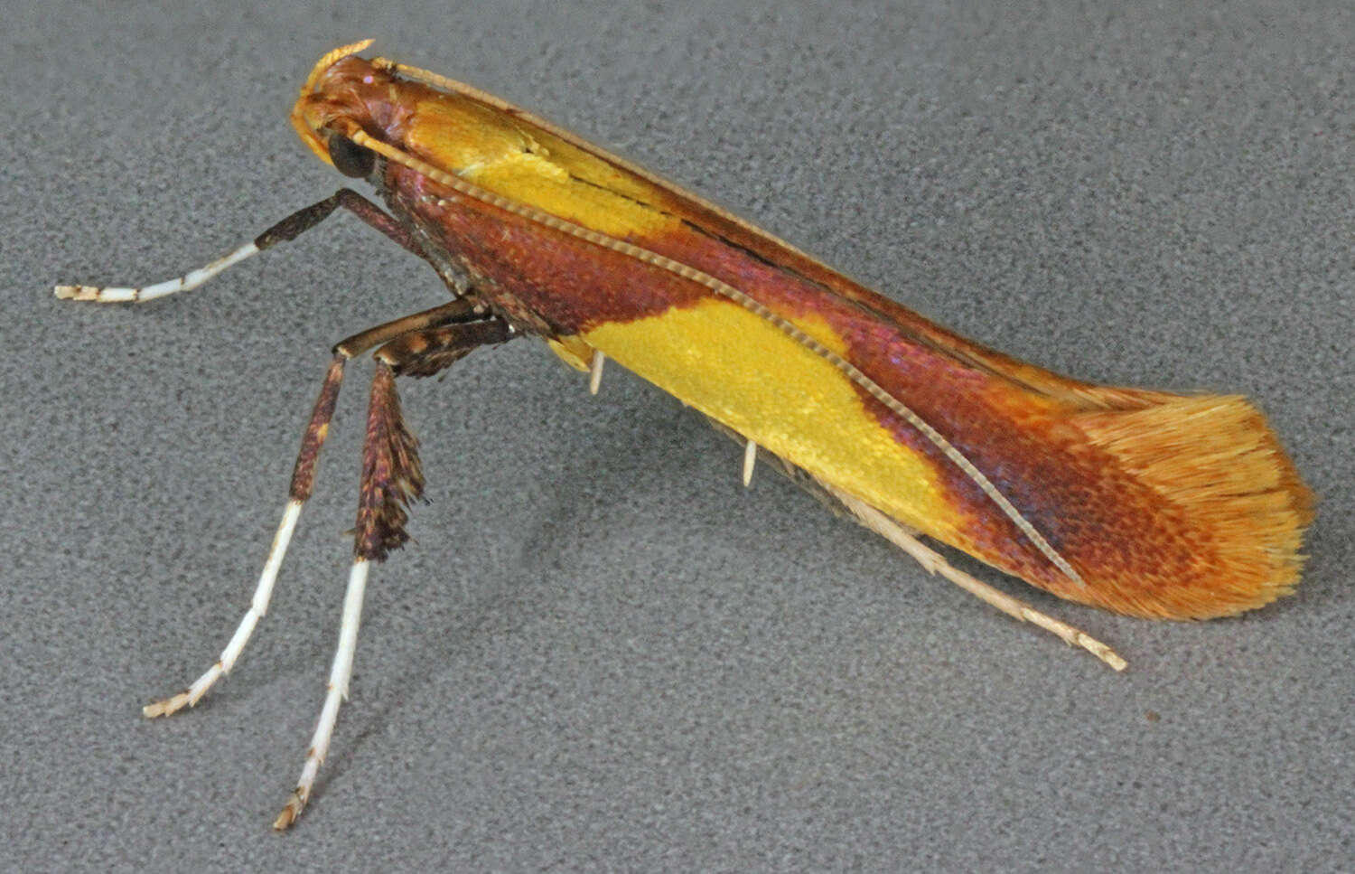 صورة Caloptilia alchimiella (Scopoli 1763)