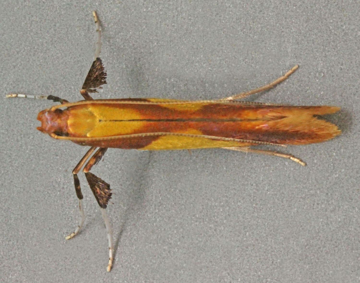 صورة Caloptilia alchimiella (Scopoli 1763)