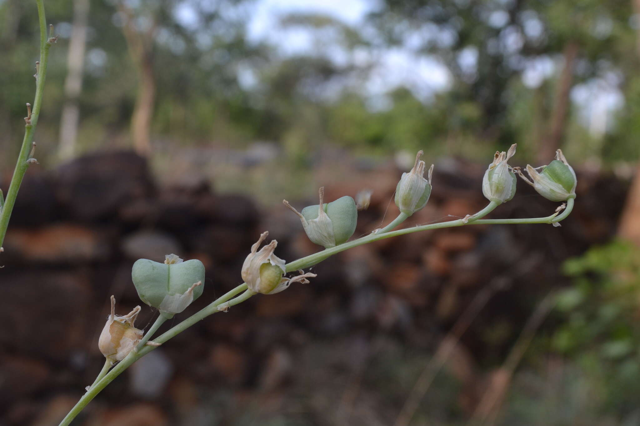 Plancia ëd Dipcadi krishnadevarayae