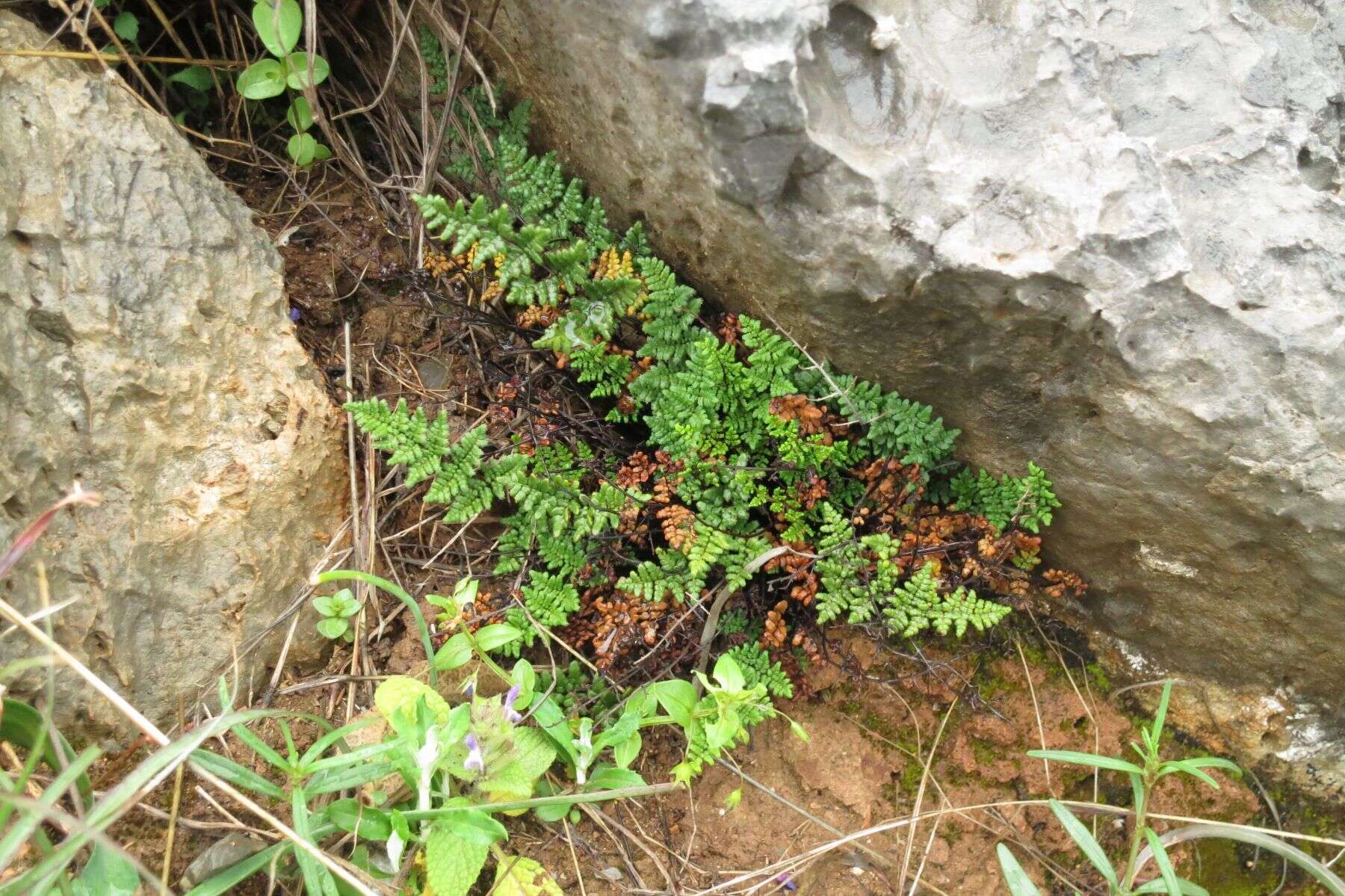 Plancia ëd Oeosporangium pteridioides subsp. acrosticum (Balb.) Fraser-Jenk. & Pariyar