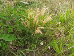 Sivun Calamagrostis viridiflavescens (Poir.) Steud. kuva