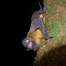 Image of Dwarf Free-tailed Bat