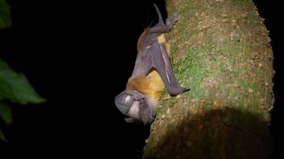 Image of Dwarf Free-tailed Bat