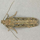 Scrobipalpa instabilella Douglas 1846 resmi