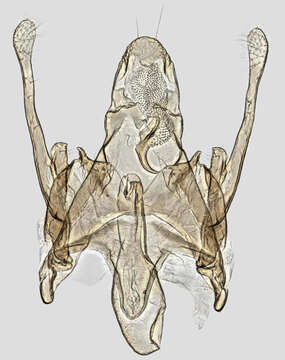 Image of Scrobipalpa acuminatella Sircom 1850