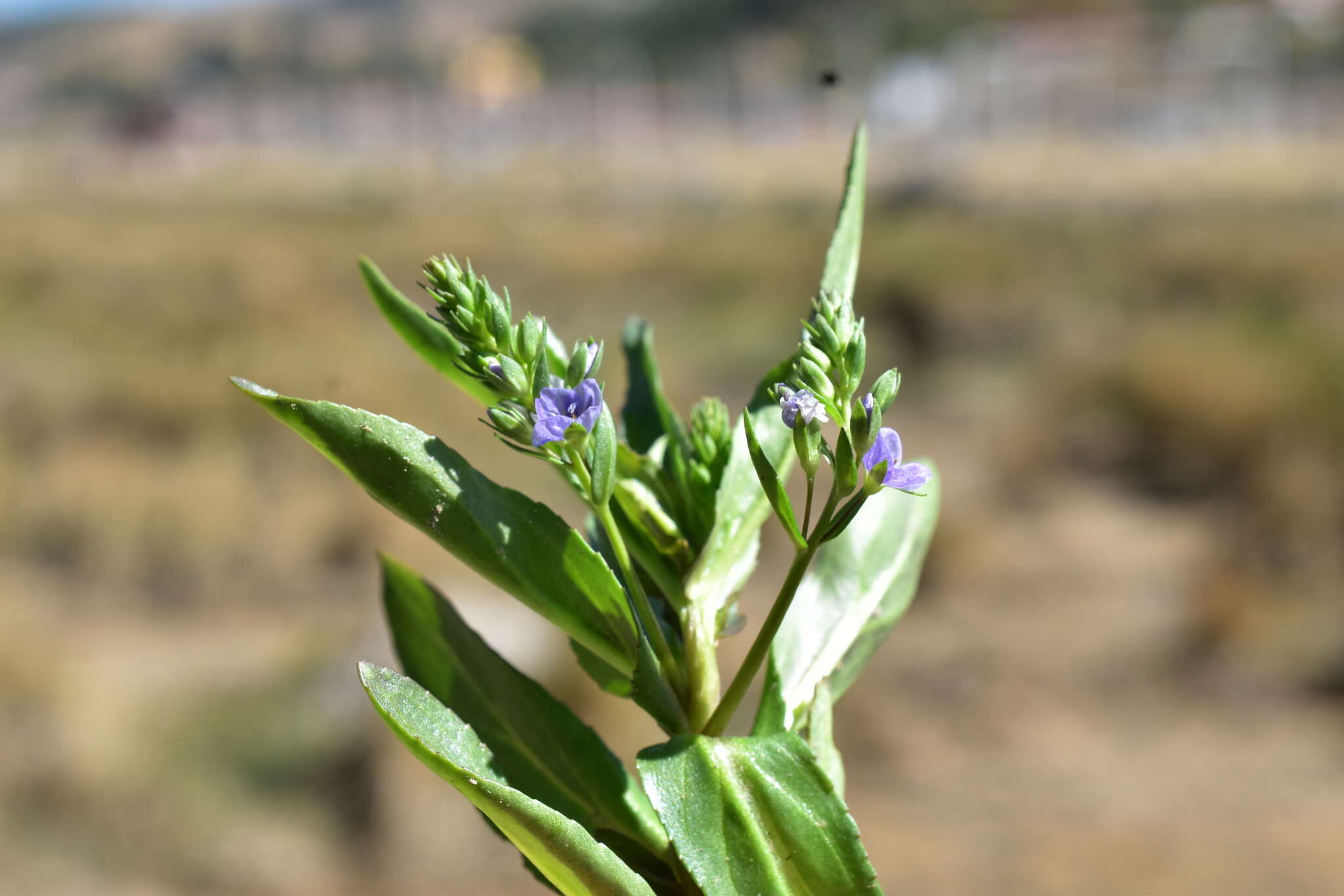 Image of Veronica anagallis-aquatica subsp. anagallis-aquatica