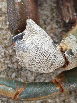 Image of an encrusting bryozoan