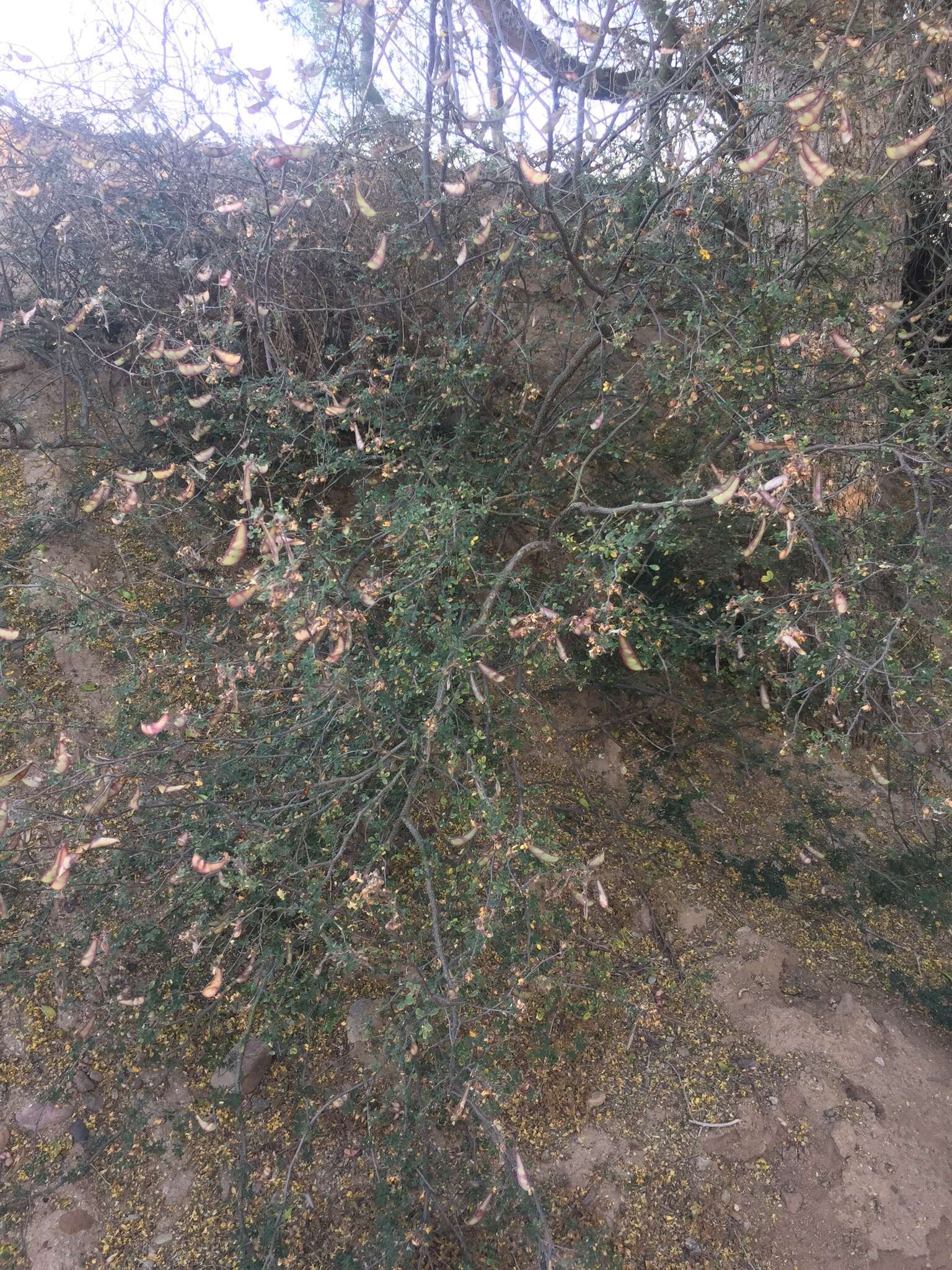 Image of <i>Erythrostemon palmeri</i>