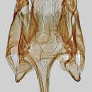 Image of Caryocolum viscariella Stainton 1855