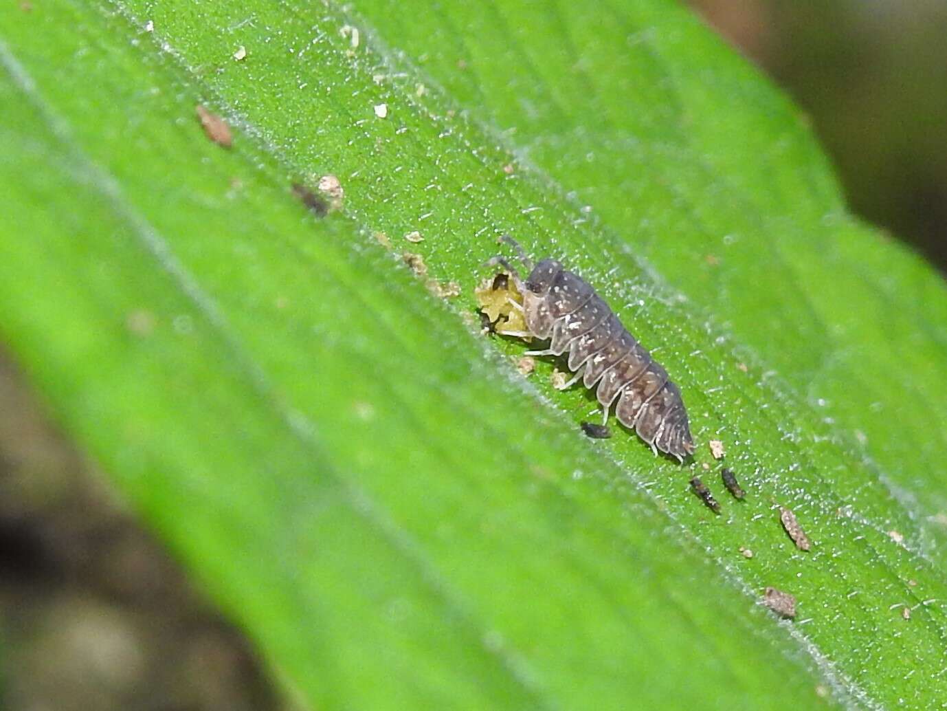 Image of Dryadillo maculatus (Arcangeli 1927)