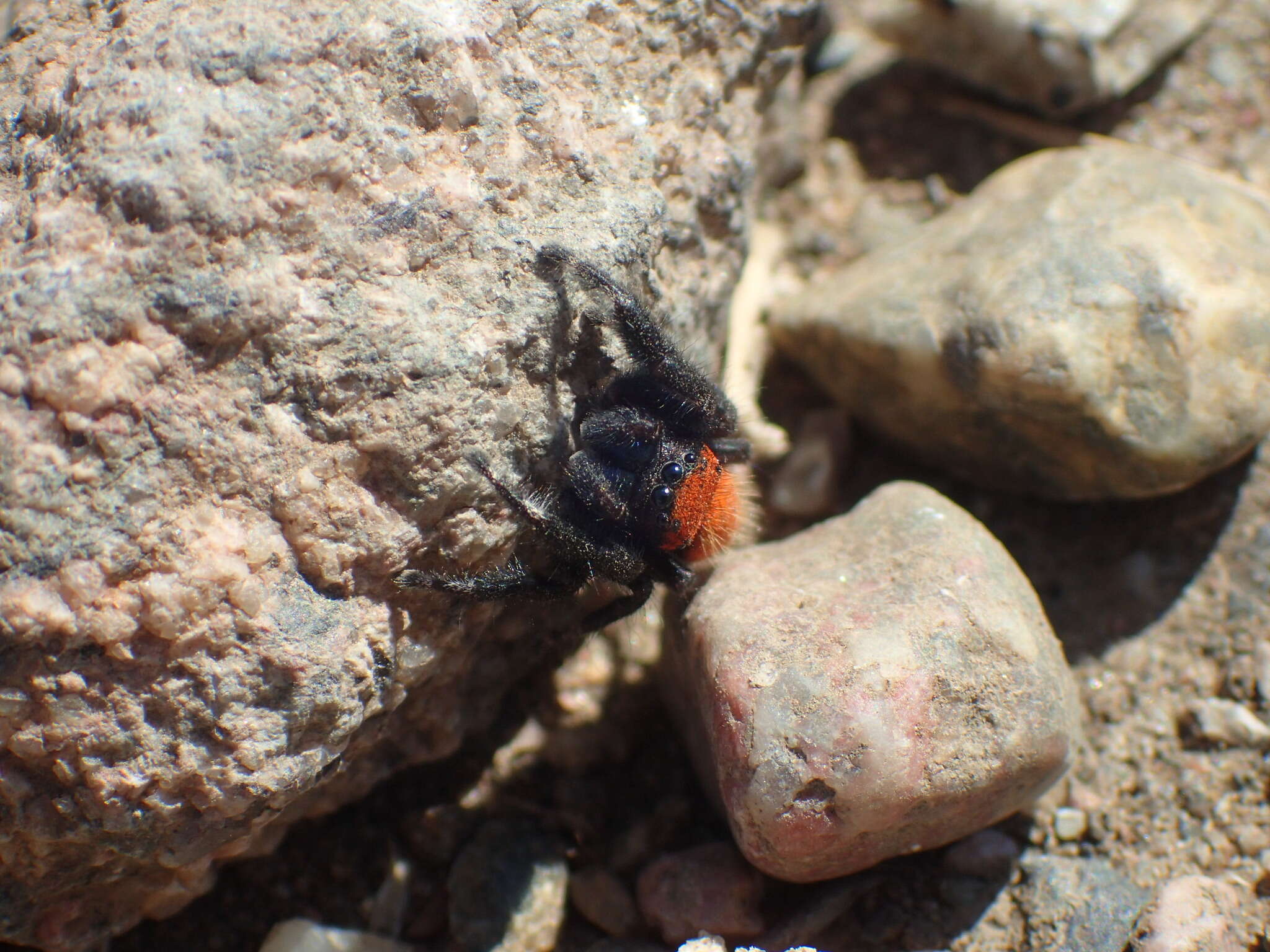 Image of Phidippus apacheanus Chamberlin & Gertsch 1929