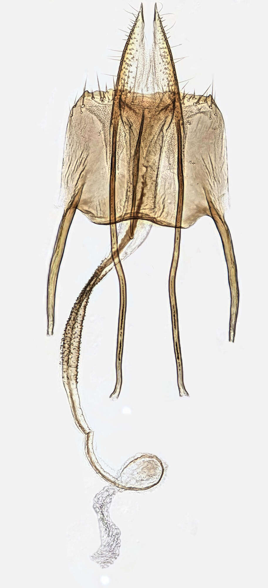 Image of Coleophora caespititiella Zeller 1839