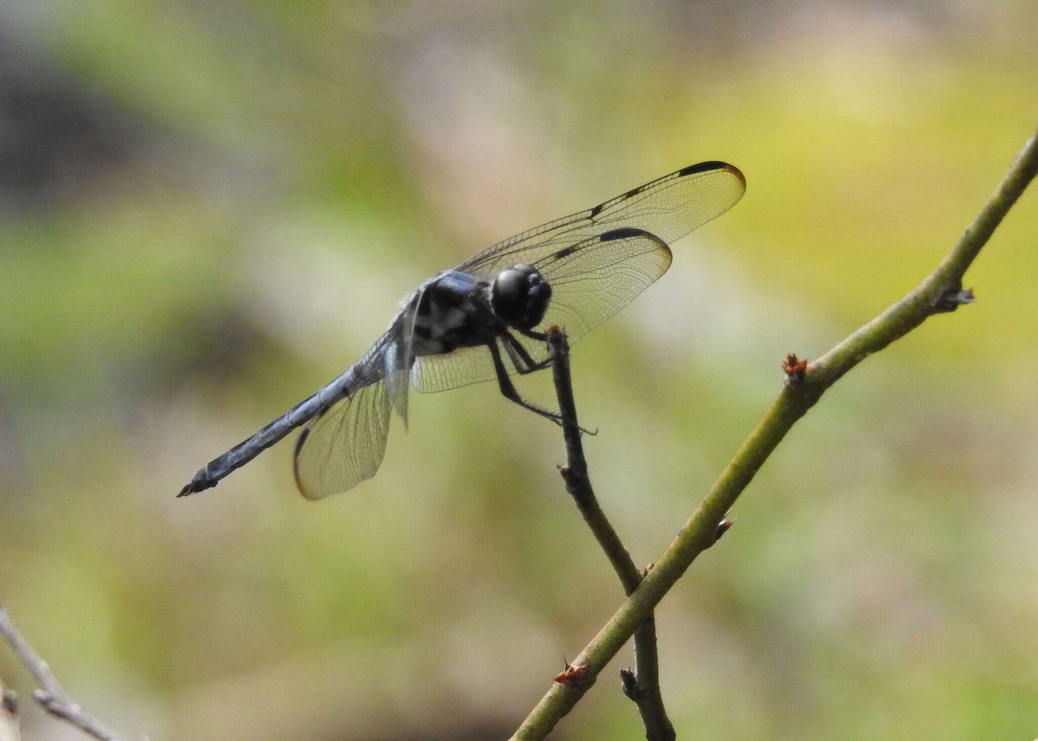 Image of Bar-winged Skimmer