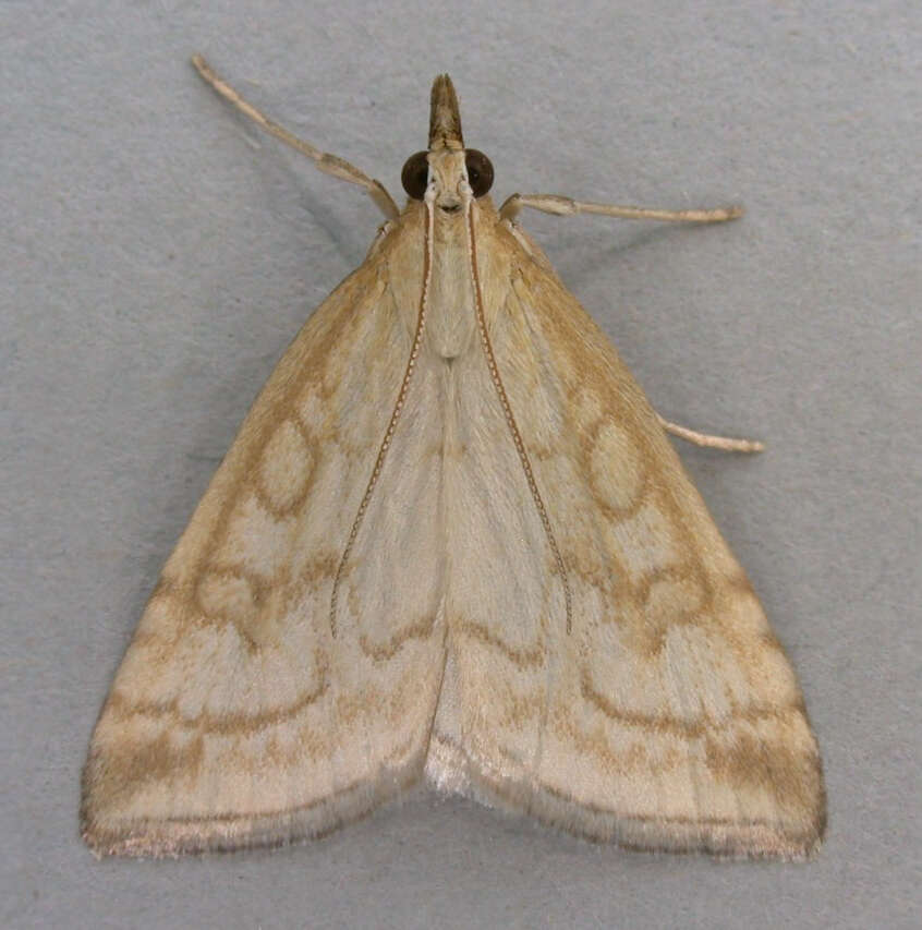 Image of Udea lutealis