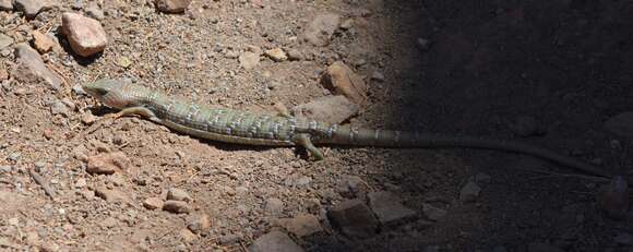 Image de Gerrhonotus Wiegmann 1828