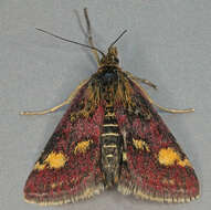 Image de Pyrausta ostrinalis Hübner 1796