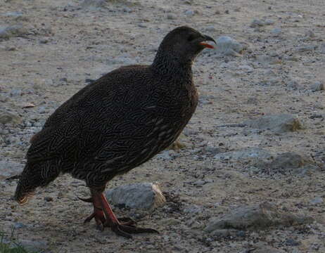 Image of Cape Francolin