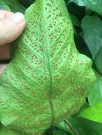 Image of Three-Leaf Halberd Fern