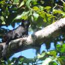 Image of Black Tamarin