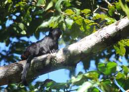 Image of Black Tamarin