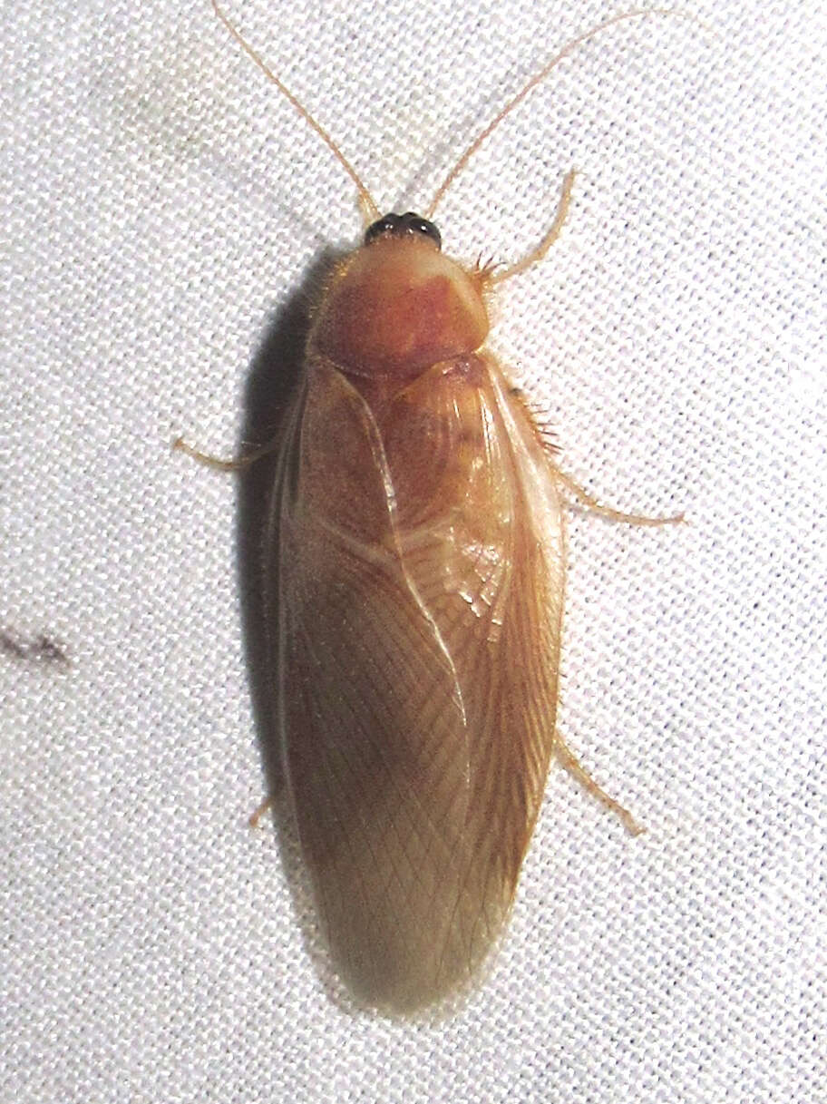 Eremoblatta subdiaphana (Scudder 1902)的圖片