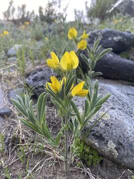 Image of Thermopsis dahurica Czefr.